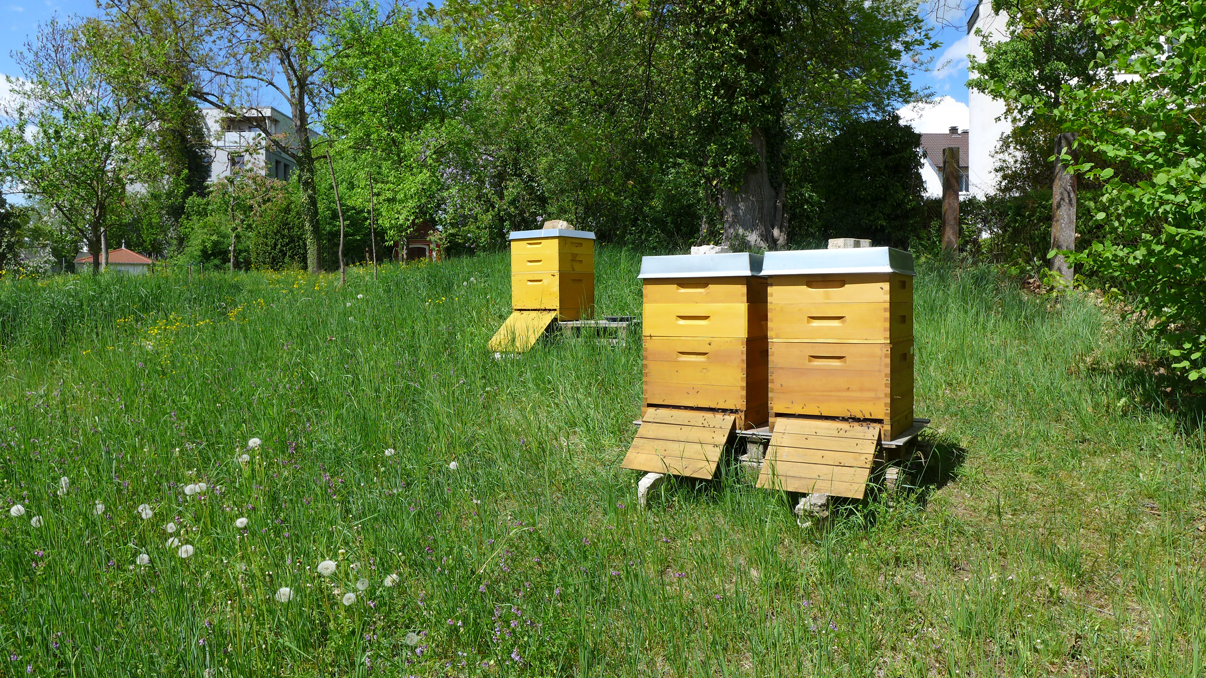 Blick auf unsere Bienenstöcke